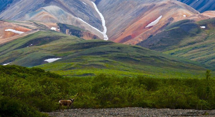 Lush green Alaskan hills roll towards snow-capped mountains in the distance. A lone deer stands in the foreground.