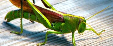 A bird grasshopper with leather-colored wings, green torso, head, and legs, standing on a piece of white wood.