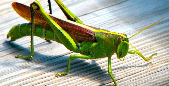A bird grasshopper with leather-colored wings, green torso, head, and legs, standing on a piece of white wood.