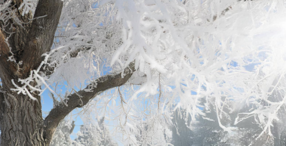 A frost-covered tree with snowy branches, set against a background of snow-covered trees and a clear blue sky.