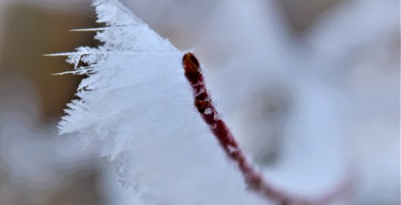 "Brown twig covered in icy white frost, shaped by the wind."