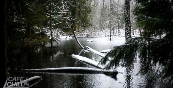A peaceful winter pond surrounded by evergreen and deciduous trees. Snow covers most of the shoreline, with fallen trees partially submerged in the pond, also covered in snow.