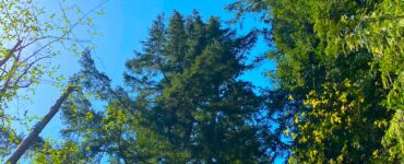 Upward view of tall evergreen and coniferous trees against a blue sky, with one dead tree standing among them.