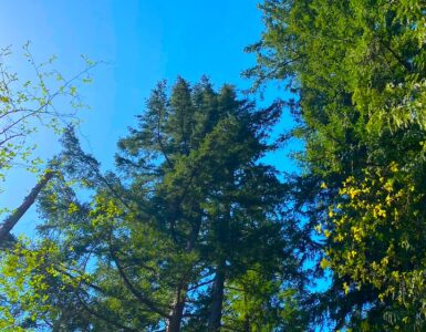 Upward view of tall evergreen and coniferous trees against a blue sky, with one dead tree standing among them.