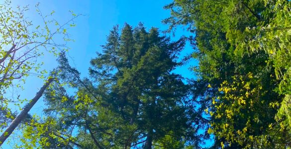 Upward view of tall evergreen and coniferous trees against a blue sky, with one dead tree standing among them.