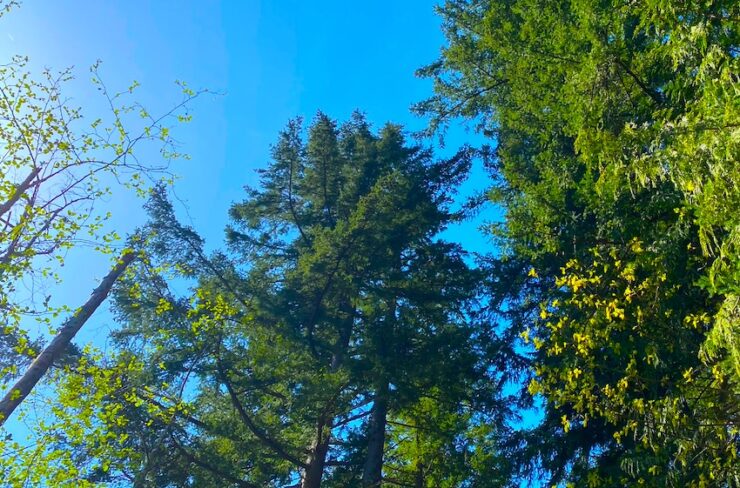 Upward view of tall evergreen and coniferous trees against a blue sky, with one dead tree standing among them.
