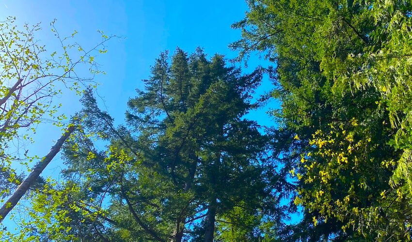 Upward view of tall evergreen and coniferous trees against a blue sky, with one dead tree standing among them.