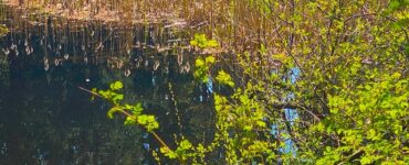 A calm pond reflects a blue sky, tall reeds, and evergreen trees. Small green trees frame the foreground.
