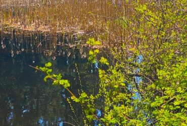 A calm pond reflects a blue sky, tall reeds, and evergreen trees. Small green trees frame the foreground.