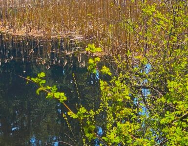 A calm pond reflects a blue sky, tall reeds, and evergreen trees. Small green trees frame the foreground.