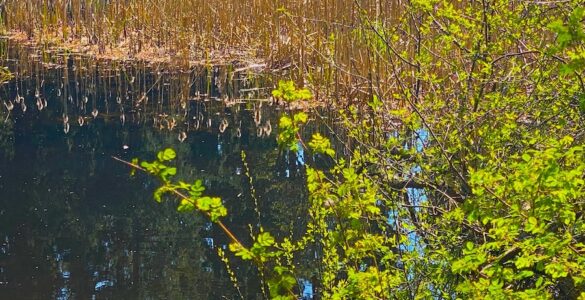 A calm pond reflects a blue sky, tall reeds, and evergreen trees. Small green trees frame the foreground.