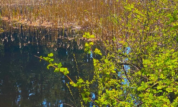 A calm pond reflects a blue sky, tall reeds, and evergreen trees. Small green trees frame the foreground.
