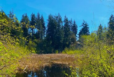 A small pond with reeds emerging from the water; evergreen trees line the far shore, while deciduous trees are visible in the foreground.