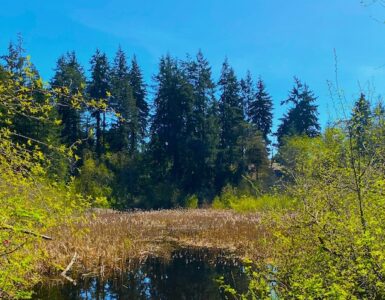 A small pond with reeds emerging from the water; evergreen trees line the far shore, while deciduous trees are visible in the foreground.