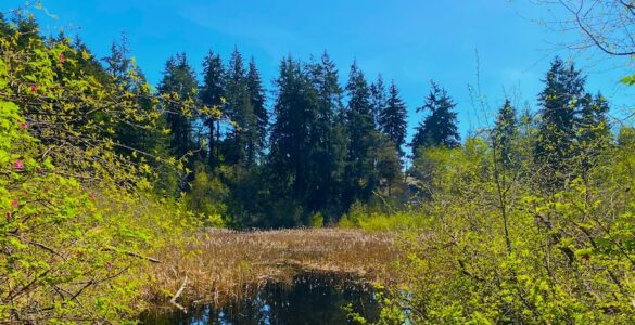A small pond with reeds emerging from the water; evergreen trees line the far shore, while deciduous trees are visible in the foreground.