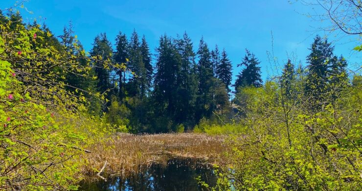 A small pond with reeds emerging from the water; evergreen trees line the far shore, while deciduous trees are visible in the foreground.