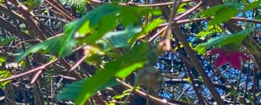 A small pond partially hidden by dense green foliage, with blue sky reflections visible on the water's surface.