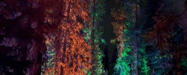 View from the ground looking up at a forest of tall evergreen trees, each lit with a different colored light from below. The night sky above is filled with stars.