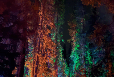 View from the ground looking up at a forest of tall evergreen trees, each lit with a different colored light from below. The night sky above is filled with stars.
