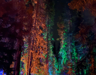 View from the ground looking up at a forest of tall evergreen trees, each lit with a different colored light from below. The night sky above is filled with stars.