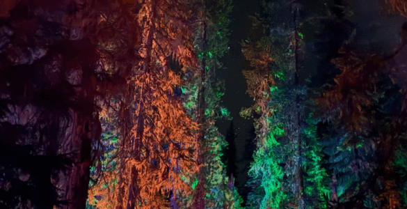 View from the ground looking up at a forest of tall evergreen trees, each lit with a different colored light from below. The night sky above is filled with stars.