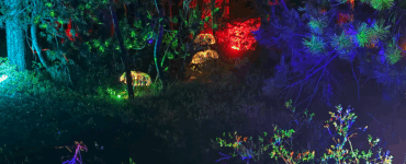 A nighttime forest illuminated with colorful lights and projections in blue, green, orange, yellow, and purple
