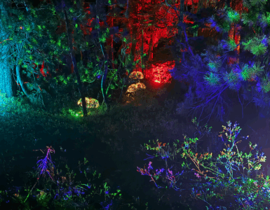 A nighttime forest illuminated with colorful lights and projections in blue, green, orange, yellow, and purple