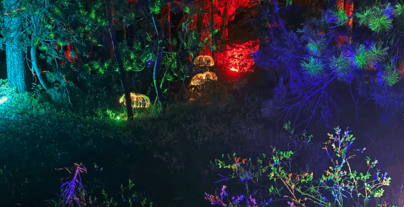 A nighttime forest illuminated with colorful lights and projections in blue, green, orange, yellow, and purple
