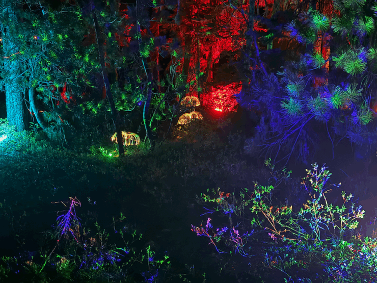 A nighttime forest illuminated with colorful lights and projections in blue, green, orange, yellow, and purple