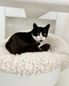 A black and white cat sitting in a fluffy bed