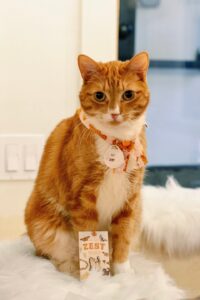 This image shows an orange and white cat named Zest, wearing a collar with a tag. The cat sits on a fluffy white cushion, with a product labeled "Zest" featuring illustrations near its paws. The background includes a light-colored wall and a door.
