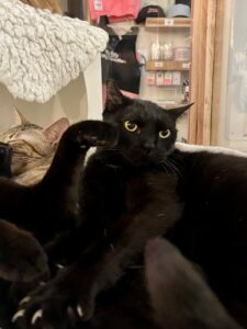 Two cats are lounging together. One is a black cat lying on its back with a relaxed expression, while the other is partially visible and has a tabby pattern. There are shelves in the background displaying various merchandise.