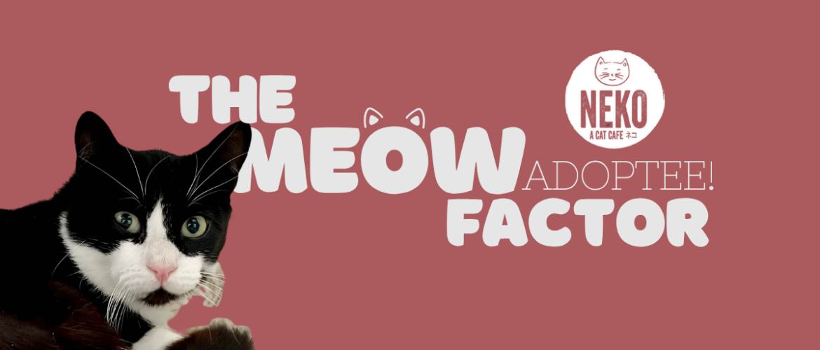 A black and white cat is featured on the left side against a pink background. The text reads, "The Meow Factor Adoptee!" and includes the logo for "Neko Cat Cafe.