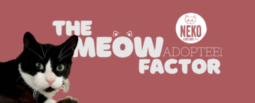 A black and white cat is featured on the left side against a pink background. The text reads, "The Meow Factor Adoptee!" and includes the logo for "Neko Cat Cafe.