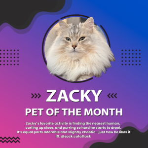A fluffy cat with long fur, named Zacky, is featured in a circular frame against a gradient blue and purple background. Text reads: "Zacky, Pet of the Month." There's a description about the cat's purring behavior and an Instagram handle: @zack.cattattack. Decorative dots are on the sides.