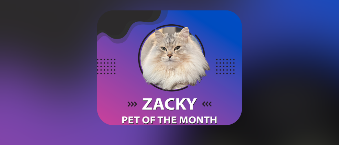 A fluffy cat with long fur, named Zacky, is featured in a circular frame against a gradient blue and purple background. Text reads: "Zacky, Pet of the Month." There's a description about the cat's purring behavior and an Instagram handle: @zack.cattattack. Decorative dots are on the sides.