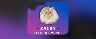 A fluffy cat with long fur, named Zacky, is featured in a circular frame against a gradient blue and purple background. Text reads: "Zacky, Pet of the Month." There's a description about the cat's purring behavior and an Instagram handle: @zack.cattattack. Decorative dots are on the sides.