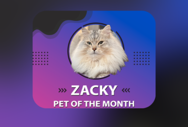 A fluffy cat with long fur, named Zacky, is featured in a circular frame against a gradient blue and purple background. Text reads: "Zacky, Pet of the Month." There's a description about the cat's purring behavior and an Instagram handle: @zack.cattattack. Decorative dots are on the sides.