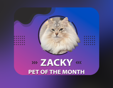 A fluffy cat with long fur, named Zacky, is featured in a circular frame against a gradient blue and purple background. Text reads: "Zacky, Pet of the Month." There's a description about the cat's purring behavior and an Instagram handle: @zack.cattattack. Decorative dots are on the sides.
