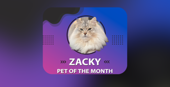 A fluffy cat with long fur, named Zacky, is featured in a circular frame against a gradient blue and purple background. Text reads: "Zacky, Pet of the Month." There's a description about the cat's purring behavior and an Instagram handle: @zack.cattattack. Decorative dots are on the sides.