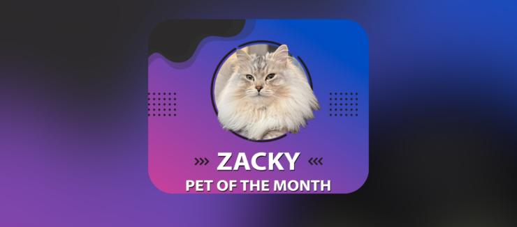 A fluffy cat with long fur, named Zacky, is featured in a circular frame against a gradient blue and purple background. Text reads: "Zacky, Pet of the Month." There's a description about the cat's purring behavior and an Instagram handle: @zack.cattattack. Decorative dots are on the sides.