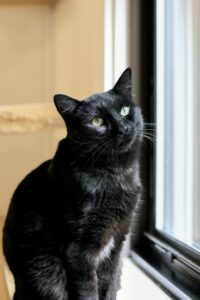A black cat with green eyes sitting by a window, looking outside with a curious expression.