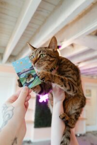 A cat playfully reaches for a card held by a person with tattooed hands. The card features a drawing of the cat, the setting appears to be inside a brightly lit room with exposed beams and some pink neon lighting.