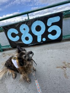 A fluffy dog wearing a bandana is sitting next to a sign that reads "C89.5" on a fence. The leash attached has a pattern of orange cats. The setting appears to be a concrete pathway outdoors.