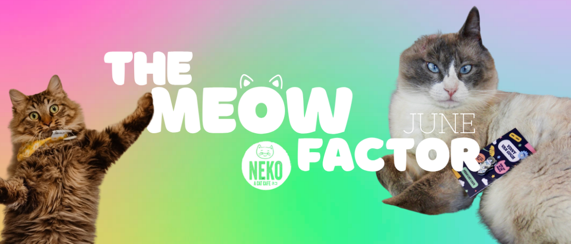 The image features two cats, one on each side, against a vibrant rainbow gradient background. The text "The Meow Factor" is prominently displayed in bold white letters, with "June" placed nearby. A "Neko Flavors" logo is also visible in the center. The cat on the left is fluffy with a playful pose, while the cat on the right has a more relaxed demeanor.