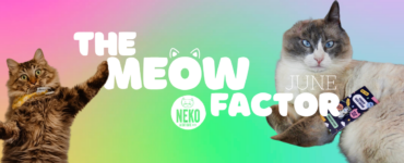 The image features two cats, one on each side, against a vibrant rainbow gradient background. The text "The Meow Factor" is prominently displayed in bold white letters, with "June" placed nearby. A "Neko Flavors" logo is also visible in the center. The cat on the left is fluffy with a playful pose, while the cat on the right has a more relaxed demeanor.