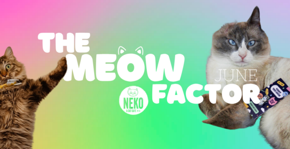 The image features two cats, one on each side, against a vibrant rainbow gradient background. The text "The Meow Factor" is prominently displayed in bold white letters, with "June" placed nearby. A "Neko Flavors" logo is also visible in the center. The cat on the left is fluffy with a playful pose, while the cat on the right has a more relaxed demeanor.