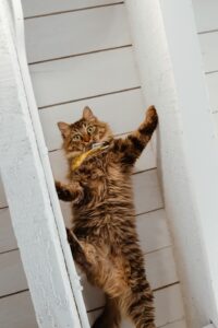 A fluffy cat is climbing on a white wooden slatted wall. It appears to be mid-climb with its legs spread and a focused expression. The cat is wearing a yellow bandana.