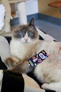 A cat with light fur and striking blue eyes is lying comfortably on a striped cushion. A colorful booklet titled "EXPLORE CAT ZONE" with playful graphics is resting on the cat's side. The background includes a wooden structure and a scratching post.